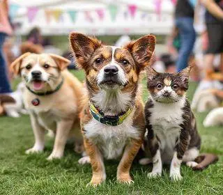 evento de adoção de cães e gatos