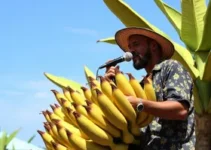 Festa da Banana